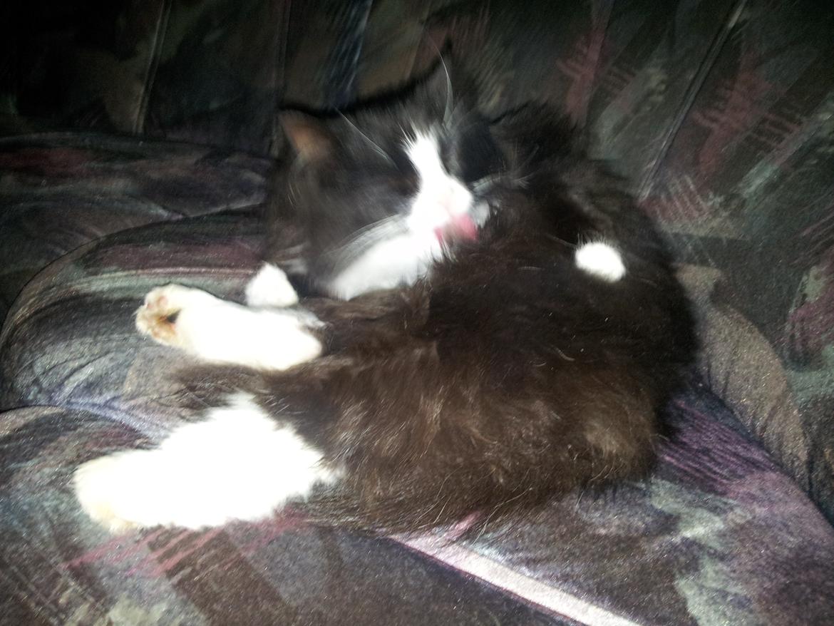 Maine Coon Mini Von Moeskjær billede 4