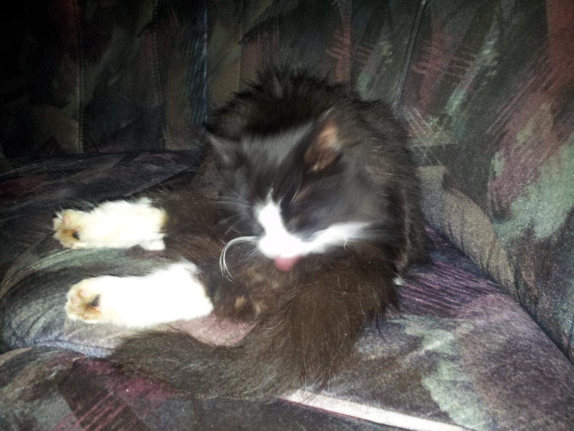 Maine Coon Mini Von Moeskjær billede 5