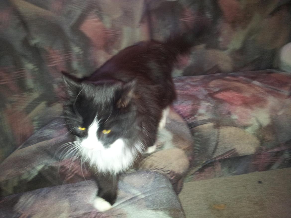 Maine Coon Mini Von Moeskjær billede 6