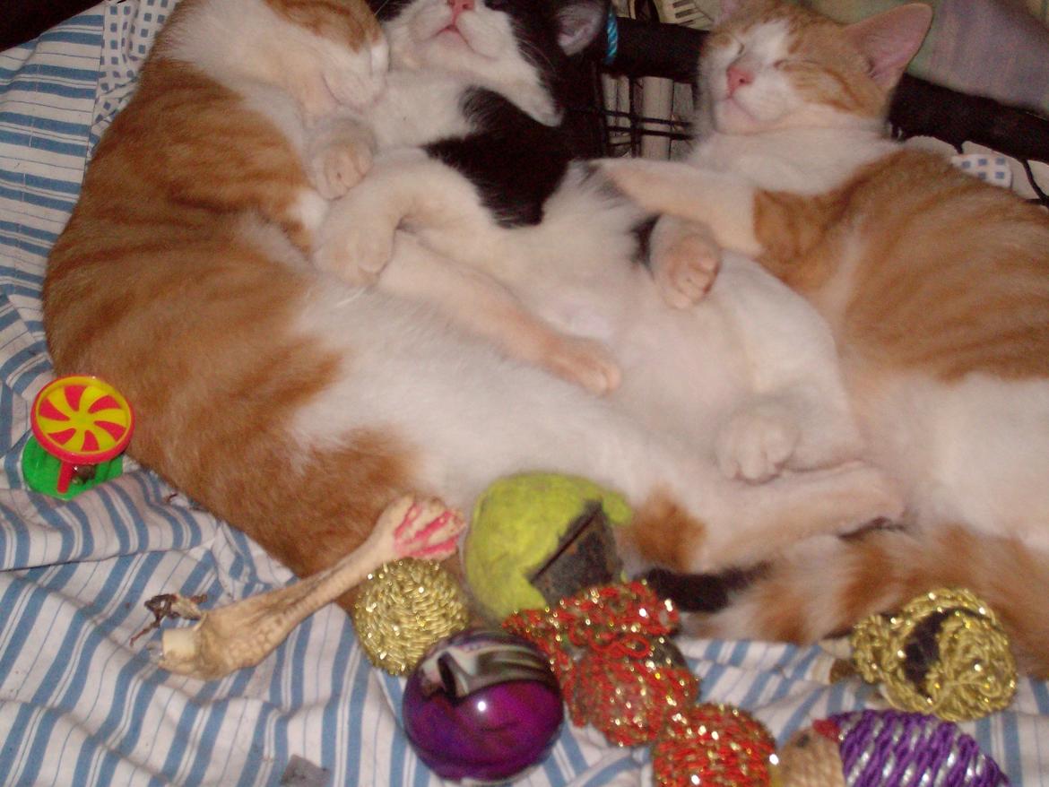 Huskat Jordbær - Hygge i sansegynge  billede 19