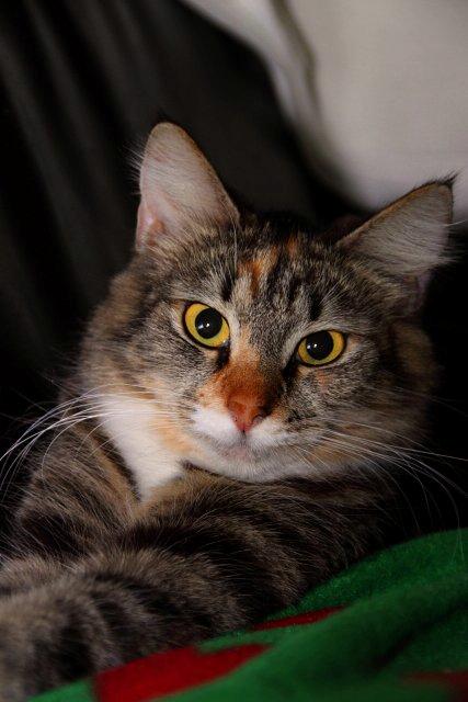 Huskat Mc Fluffy billede 2