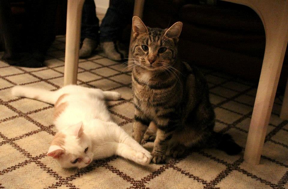 Blanding af racer Samson - 011212, billedet er taget af CHS Photo. billede 1