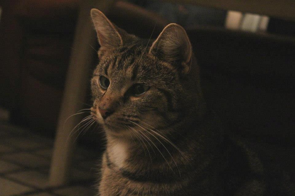 Blanding af racer Samson - 011212, billedet er taget af CHS Photo. billede 2