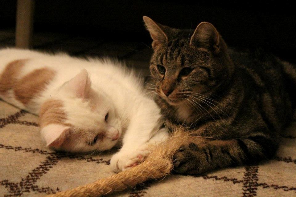 Blanding af racer Samson - 011212, billedet er taget af CHS Photo. billede 3