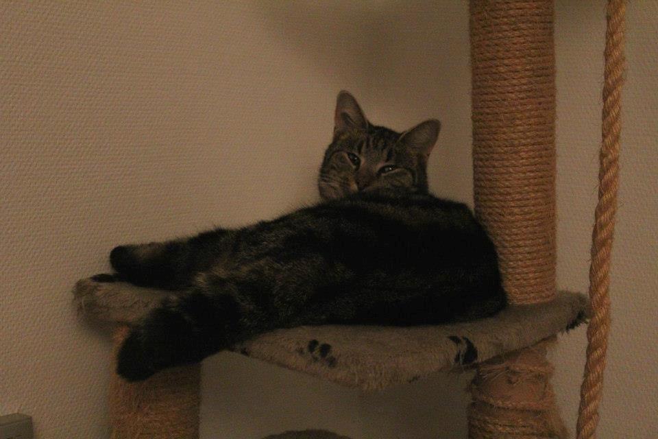 Blanding af racer Samson - 011212, billedet er taget af CHS Photo. billede 4