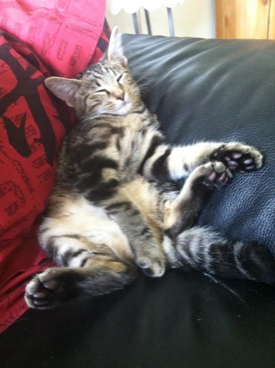 Blanding af racer Samson - Sommer 2011. billede 5