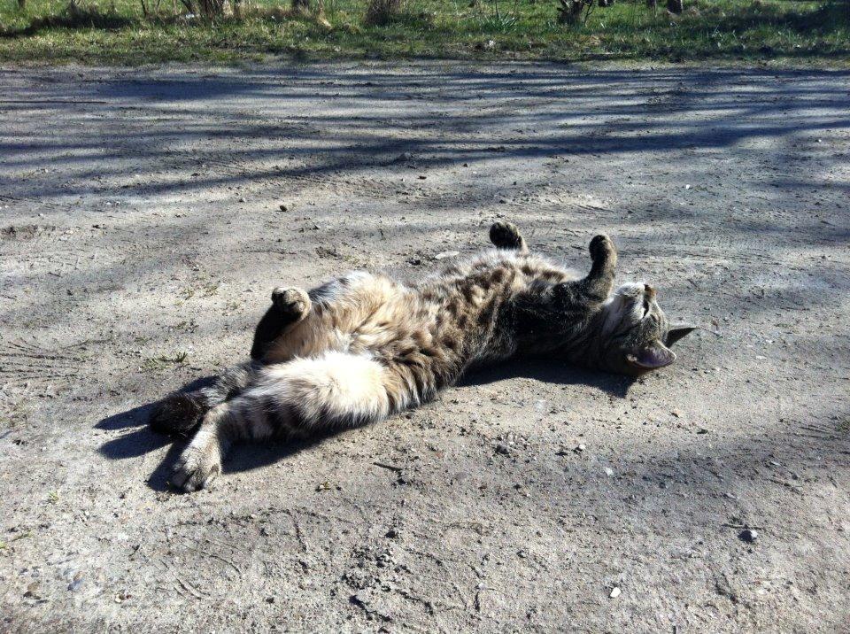 Blanding af racer Samson - Sommer 2011. billede 6