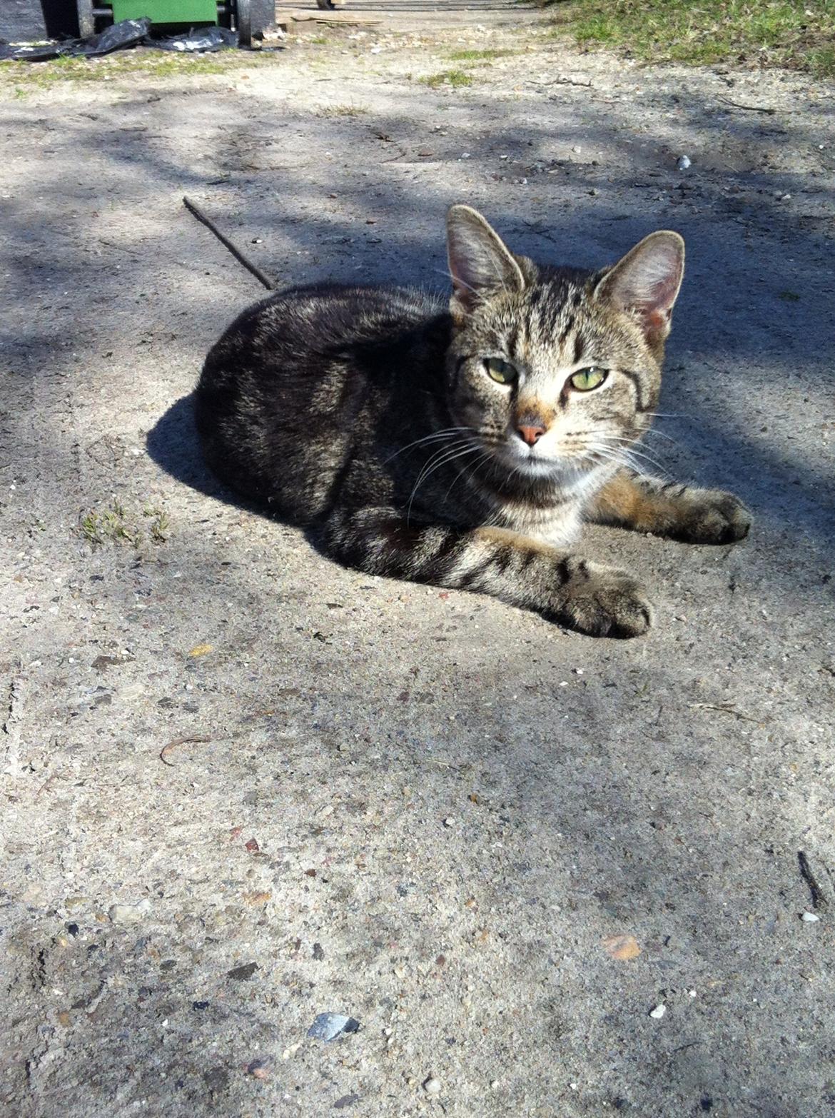 Blanding af racer Samson - Sommer 11. billede 7