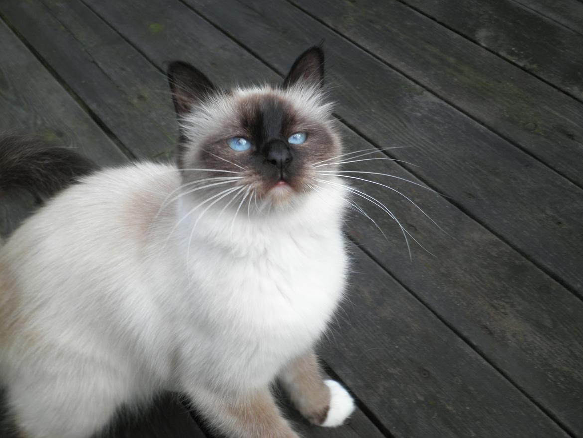 Hellig Birma Blansskovvejs Dusty (Diva) billede 1