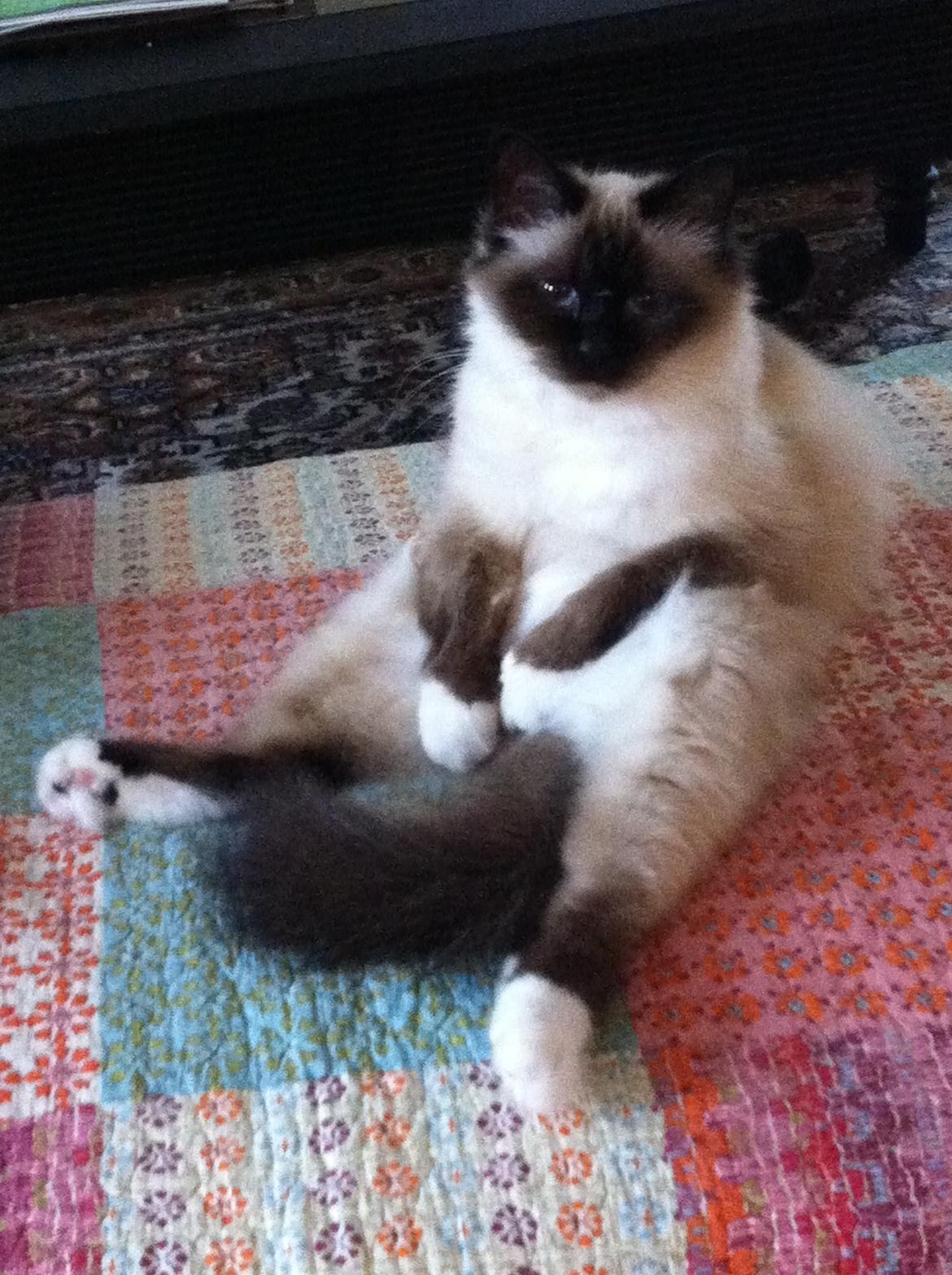 Hellig Birma Blansskovvejs Dusty (Diva) billede 2