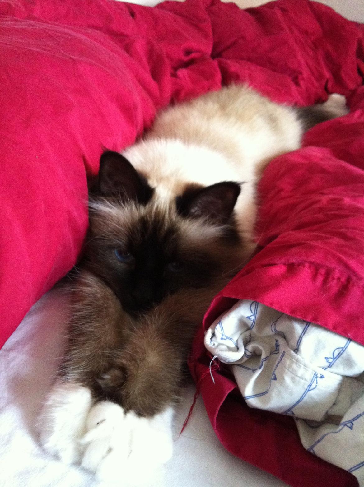 Hellig Birma Blansskovvejs Dusty (Diva) billede 3