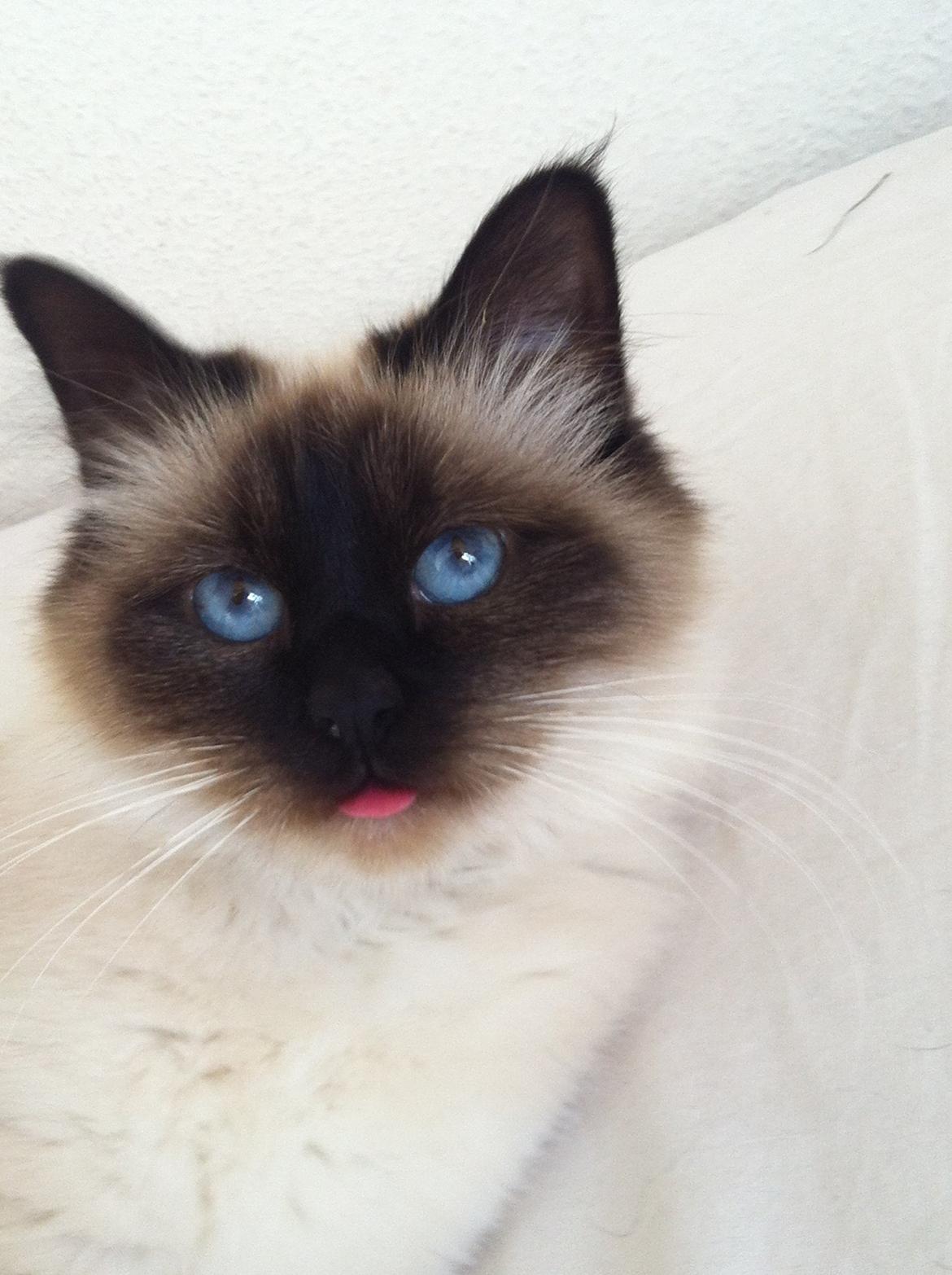 Hellig Birma Blansskovvejs Dusty (Diva) billede 4