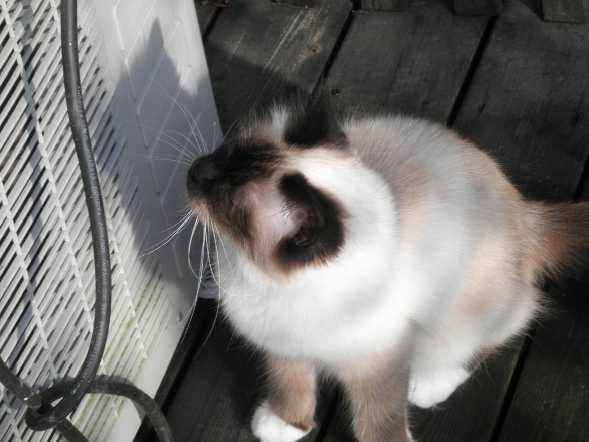 Hellig Birma Blansskovvejs Dusty (Diva) billede 5