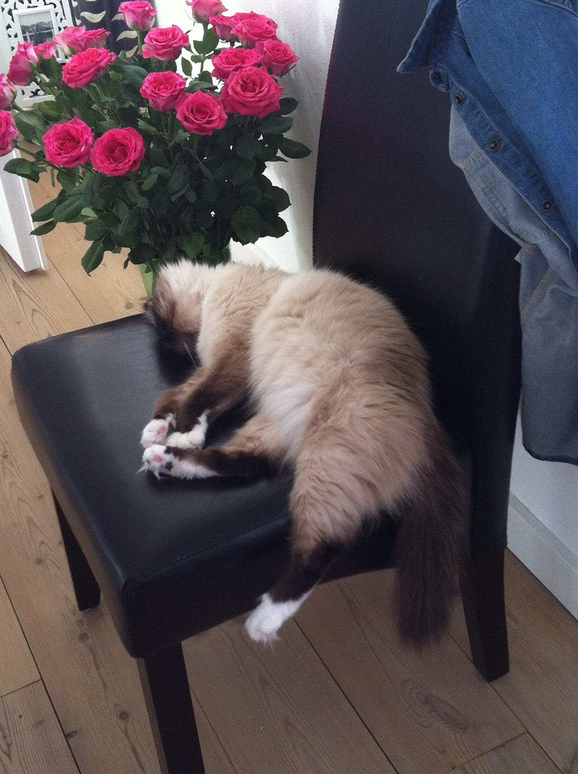 Hellig Birma Blansskovvejs Dusty (Diva) billede 6