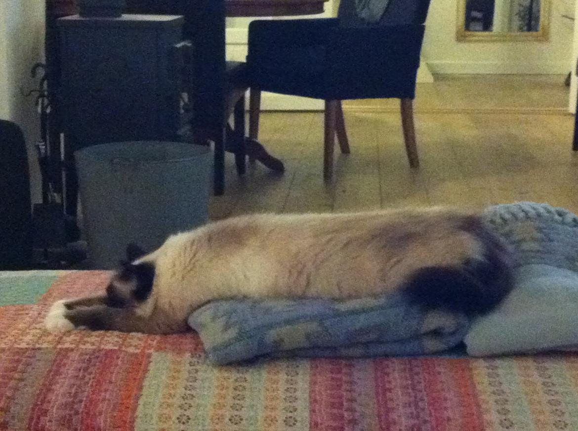 Hellig Birma Blansskovvejs Dusty (Diva) billede 7