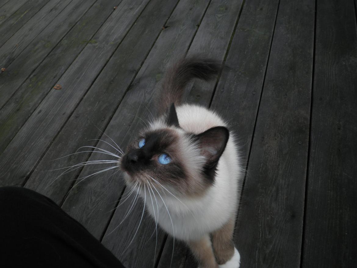 Hellig Birma Blansskovvejs Dusty (Diva) billede 8