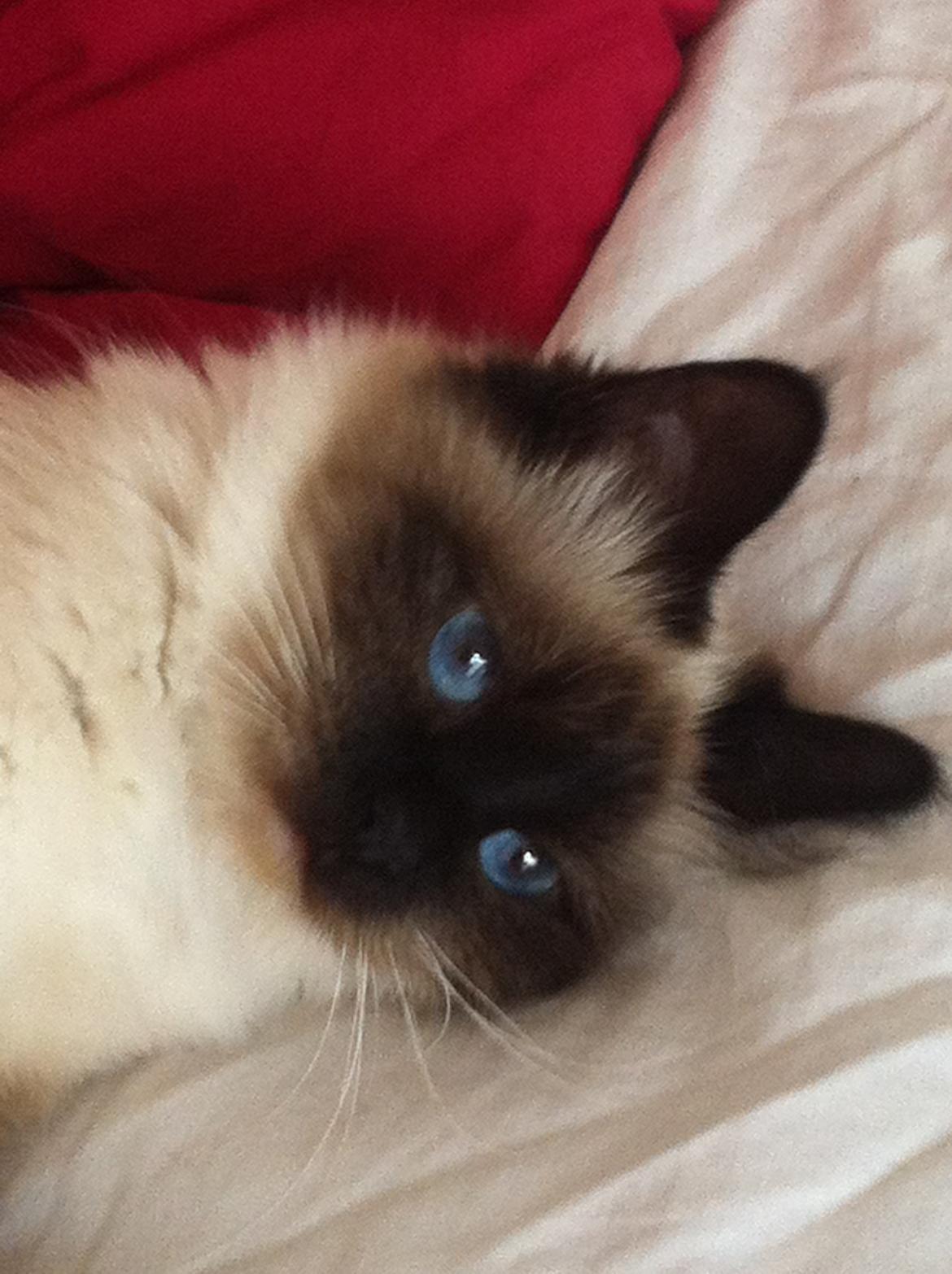 Hellig Birma Blansskovvejs Dusty (Diva) billede 9