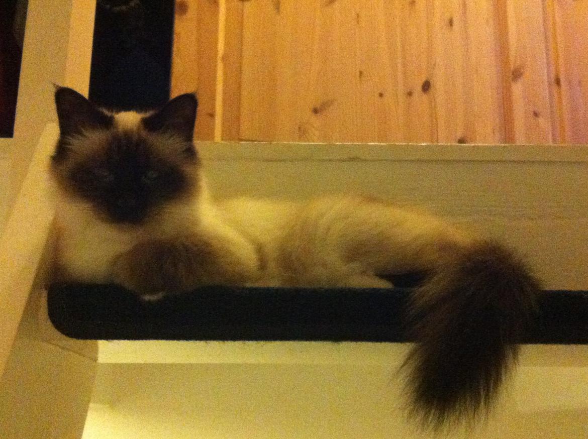 Hellig Birma Blansskovvejs Dusty (Diva) billede 10