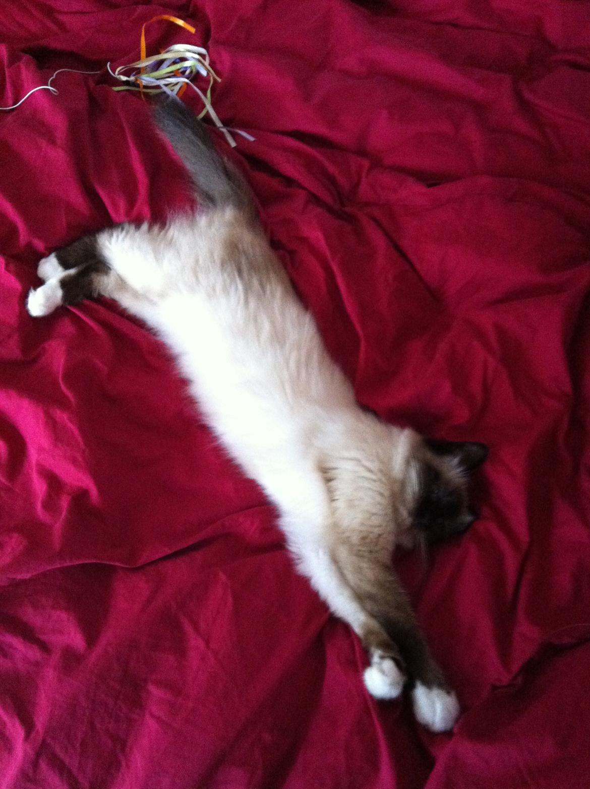 Hellig Birma Blansskovvejs Dusty (Diva) billede 11