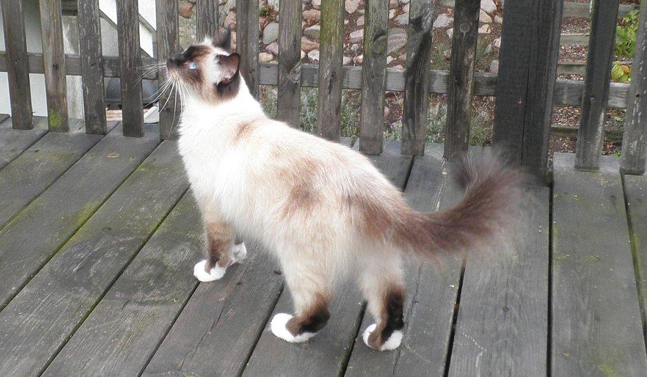 Hellig Birma Blansskovvejs Dusty (Diva) billede 12