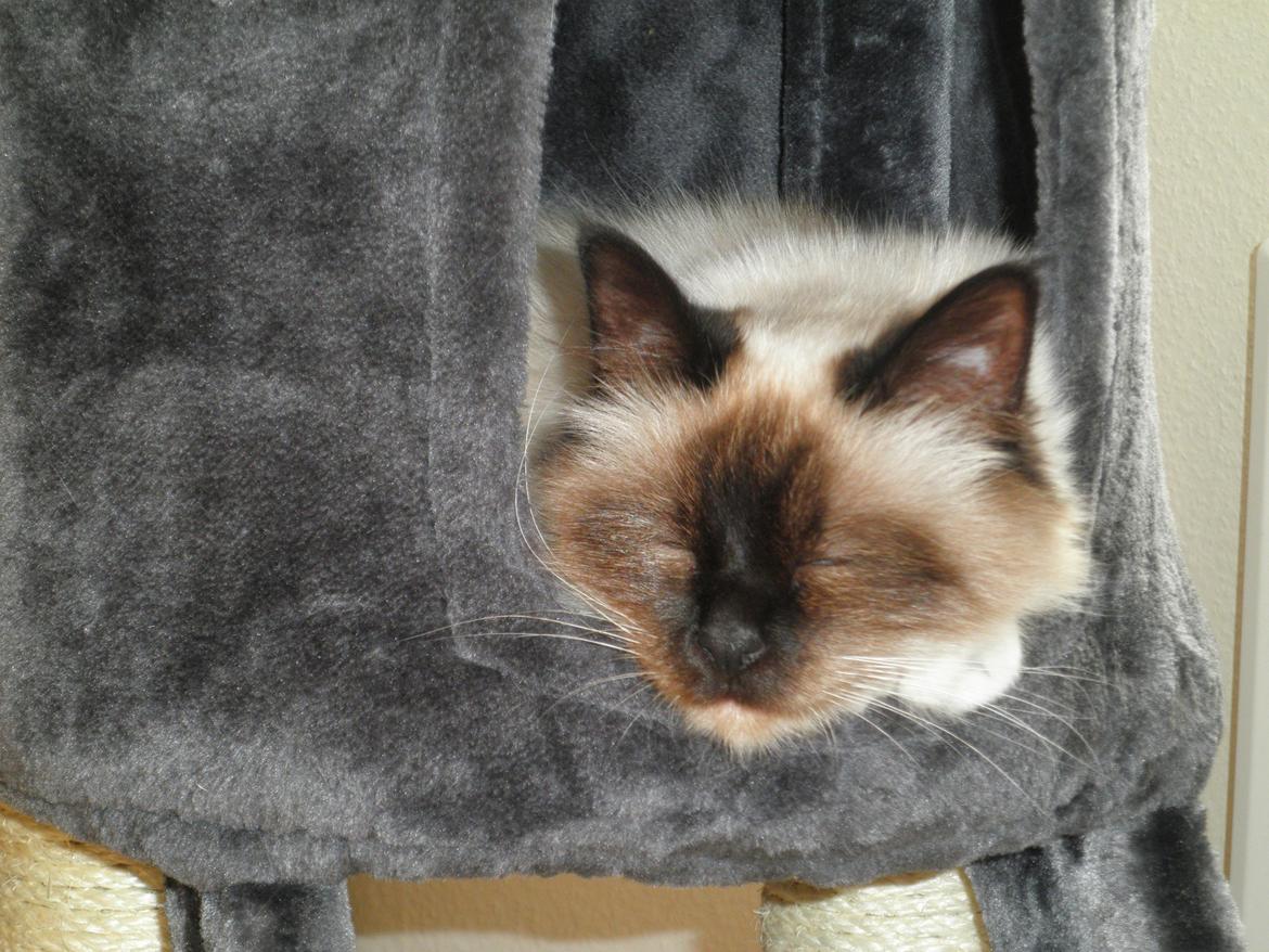 Hellig Birma Blansskovvejs Dusty (Diva) billede 13