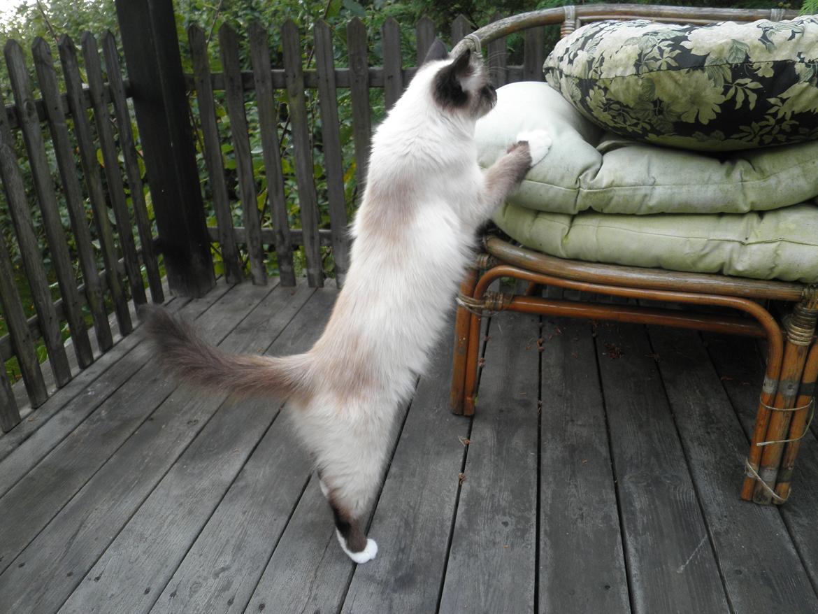 Hellig Birma Blansskovvejs Dusty (Diva) billede 14