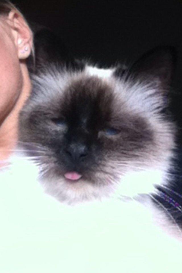 Hellig Birma Blansskovvejs Dusty (Diva) billede 15