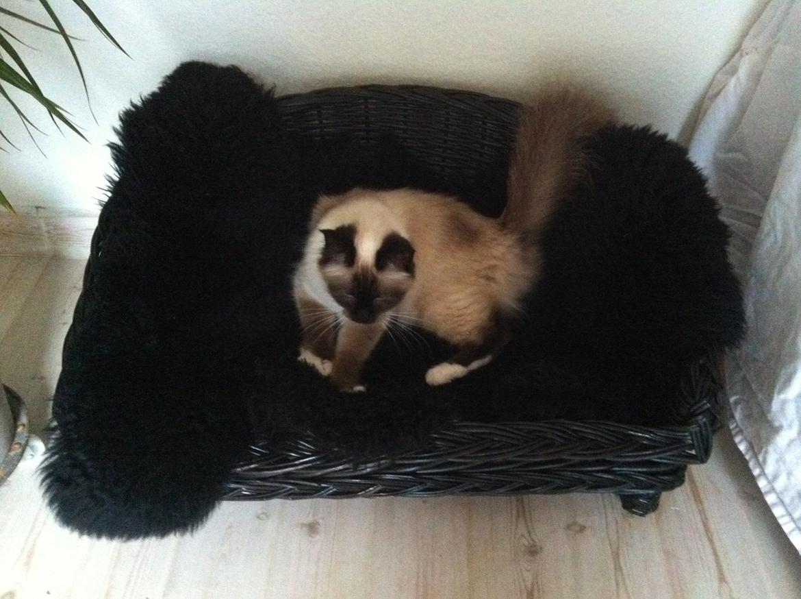 Hellig Birma Blansskovvejs Dusty (Diva) billede 16