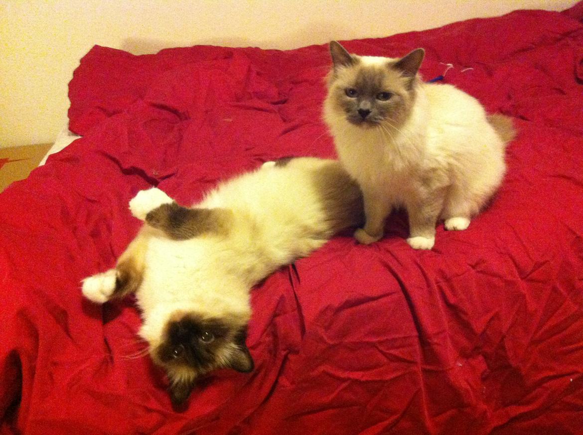 Hellig Birma Blansskovvejs Dusty (Diva) billede 17