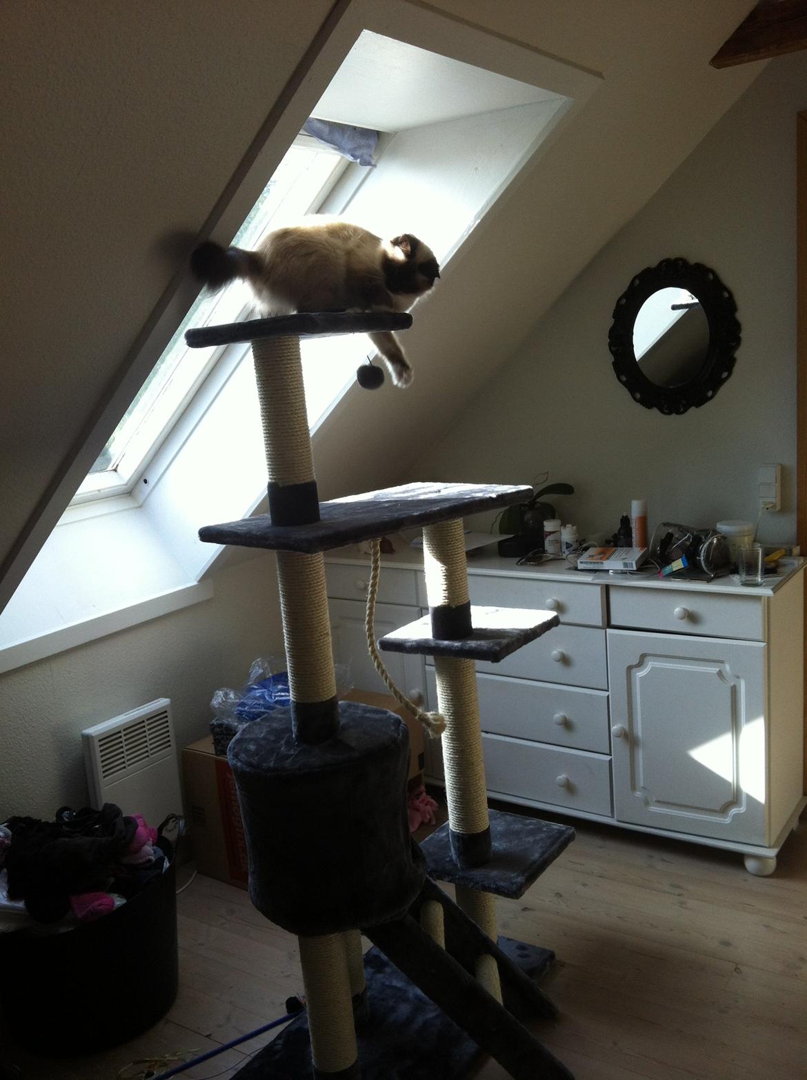 Hellig Birma Blansskovvejs Dusty (Diva) billede 18