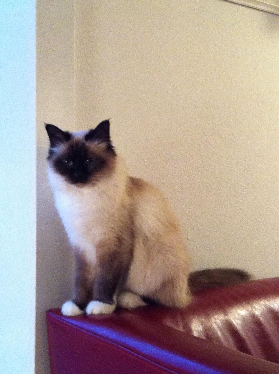 Hellig Birma Blansskovvejs Dusty (Diva) billede 19