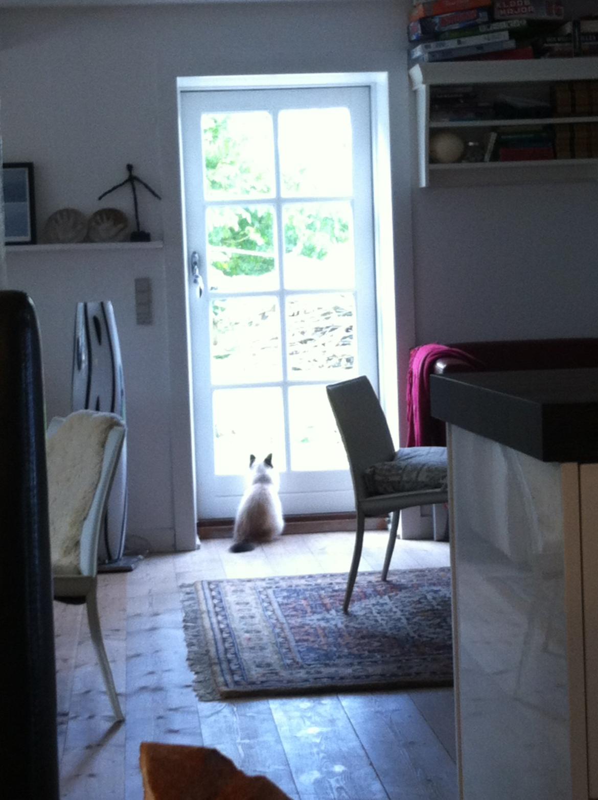 Hellig Birma Blansskovvejs Dusty (Diva) billede 20