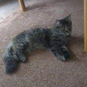 Norsk Skovkat Fiona billede 3