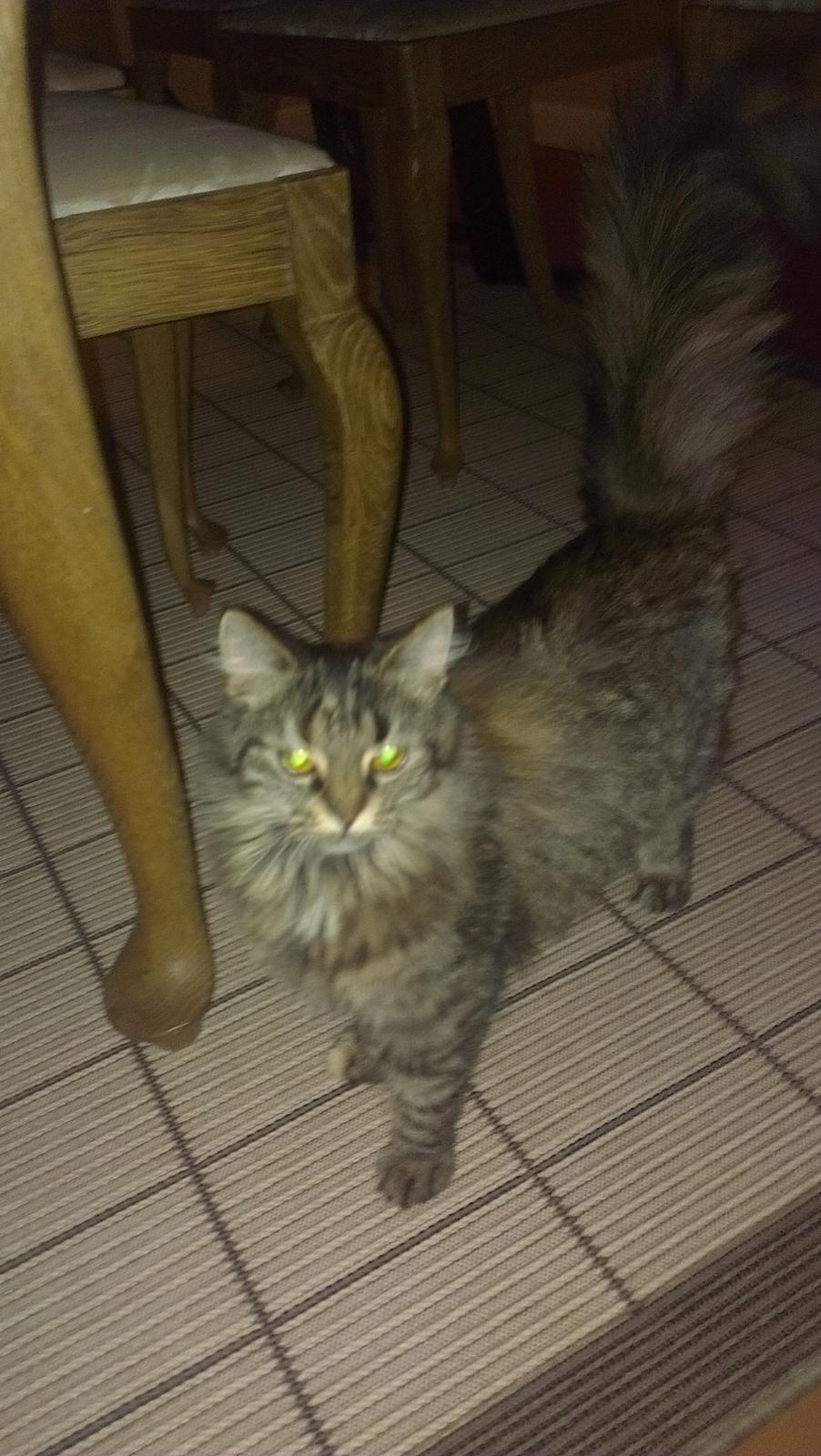 Norsk Skovkat Fiona billede 4