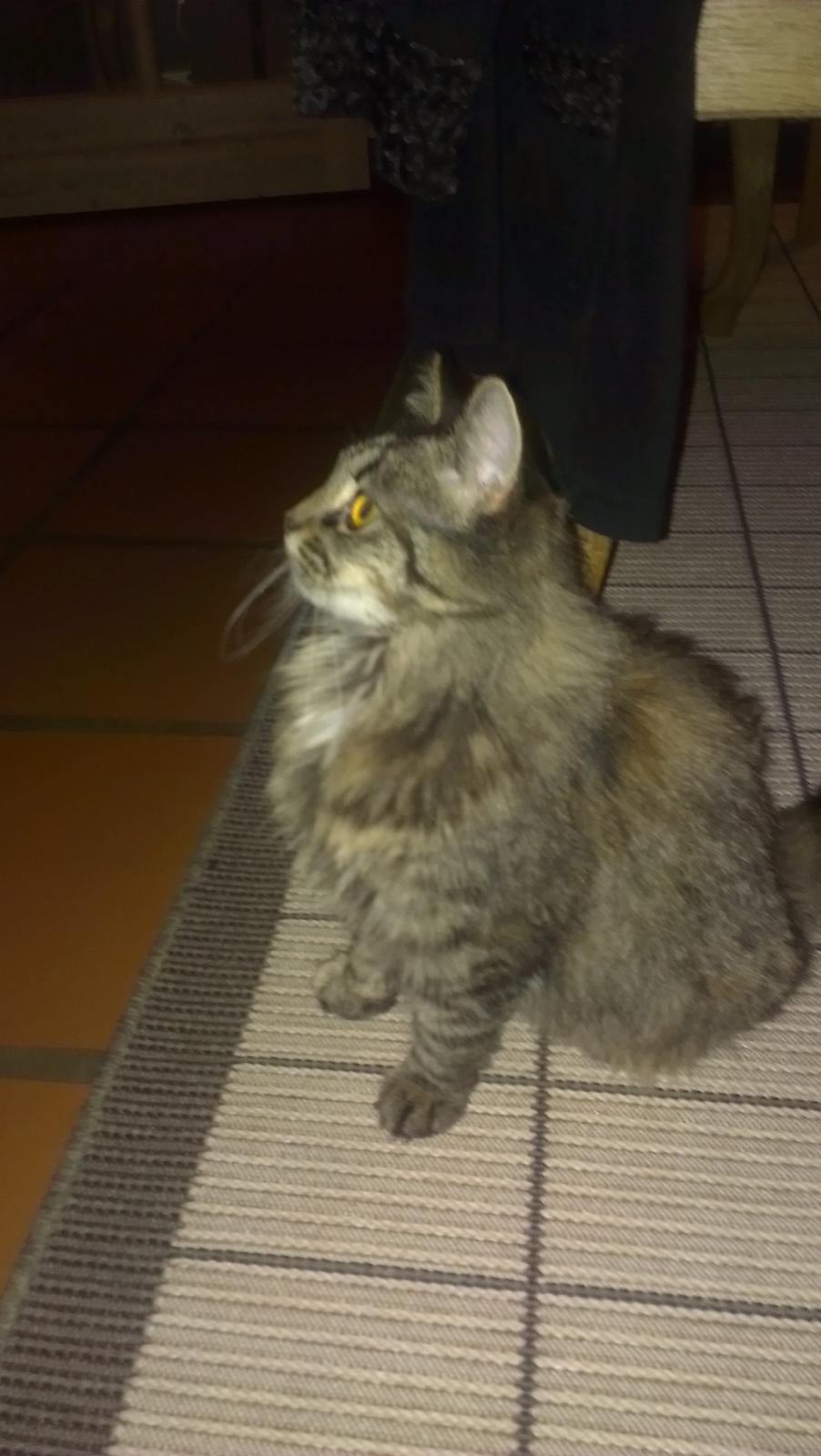 Norsk Skovkat Fiona billede 5