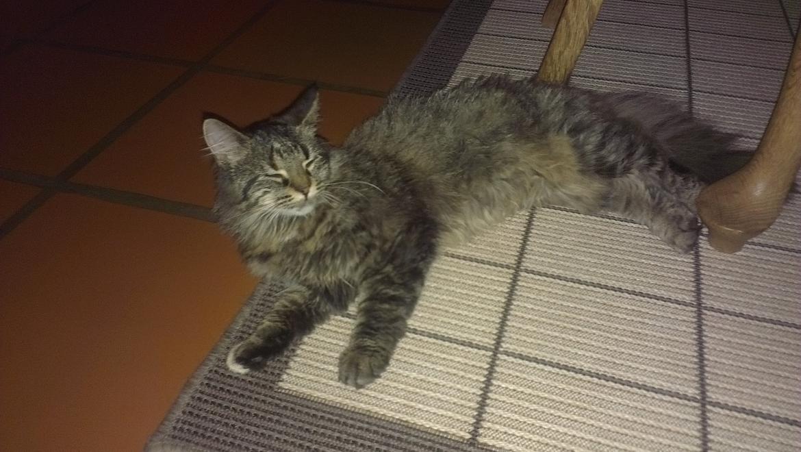 Norsk Skovkat Fiona billede 6