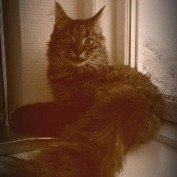 Norsk Skovkat Fiona billede 7