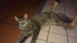 Norsk Skovkat Fiona billede 8