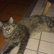 Norsk Skovkat Fiona billede 10