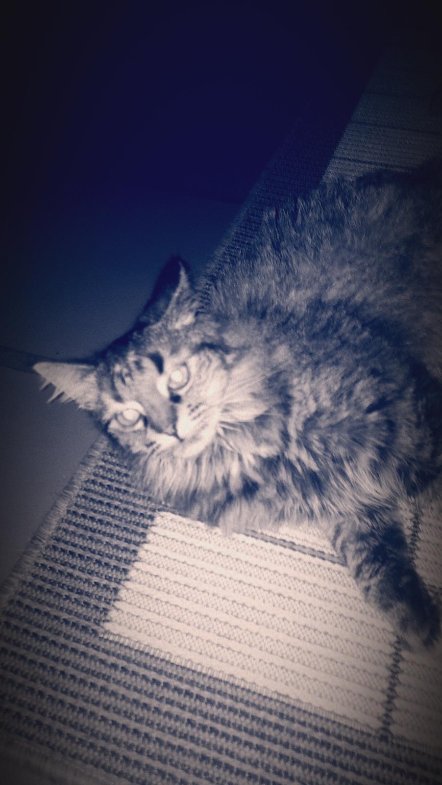 Norsk Skovkat Fiona billede 11