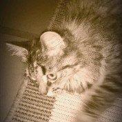 Norsk Skovkat Fiona billede 12