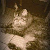 Norsk Skovkat Fiona billede 13