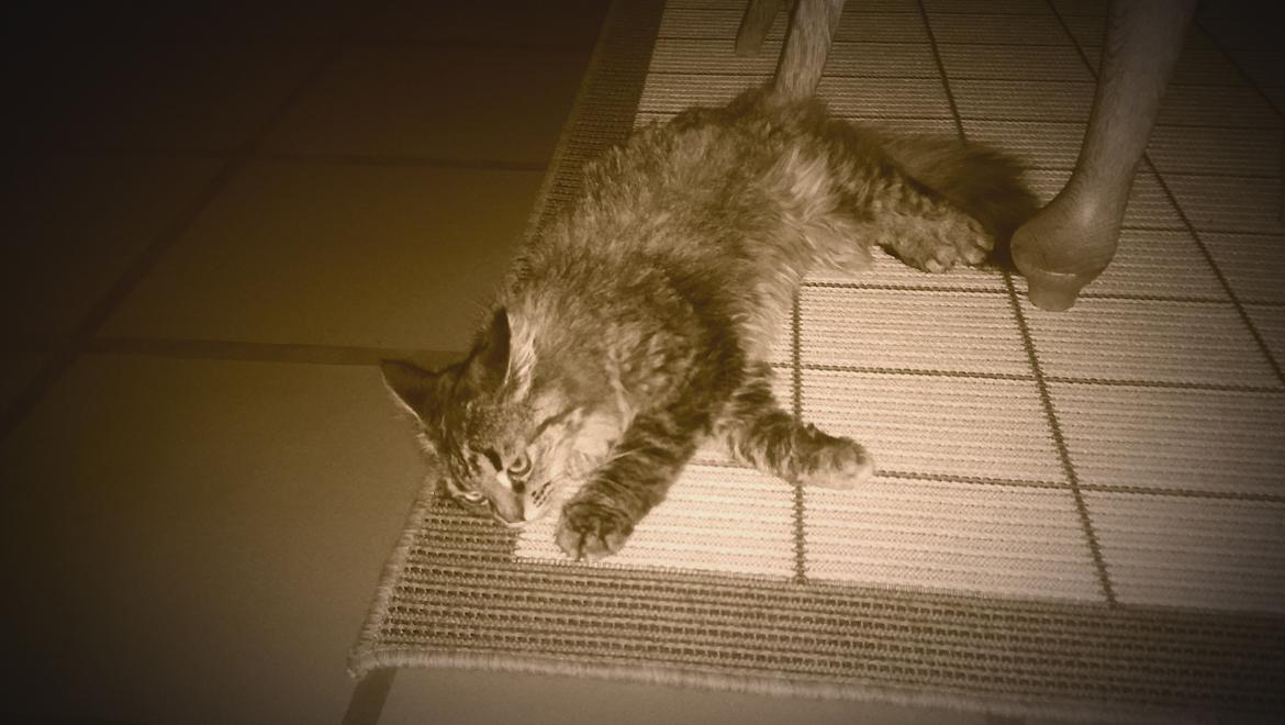 Norsk Skovkat Fiona billede 14