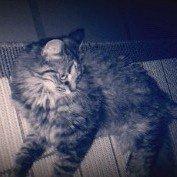 Norsk Skovkat Fiona billede 15