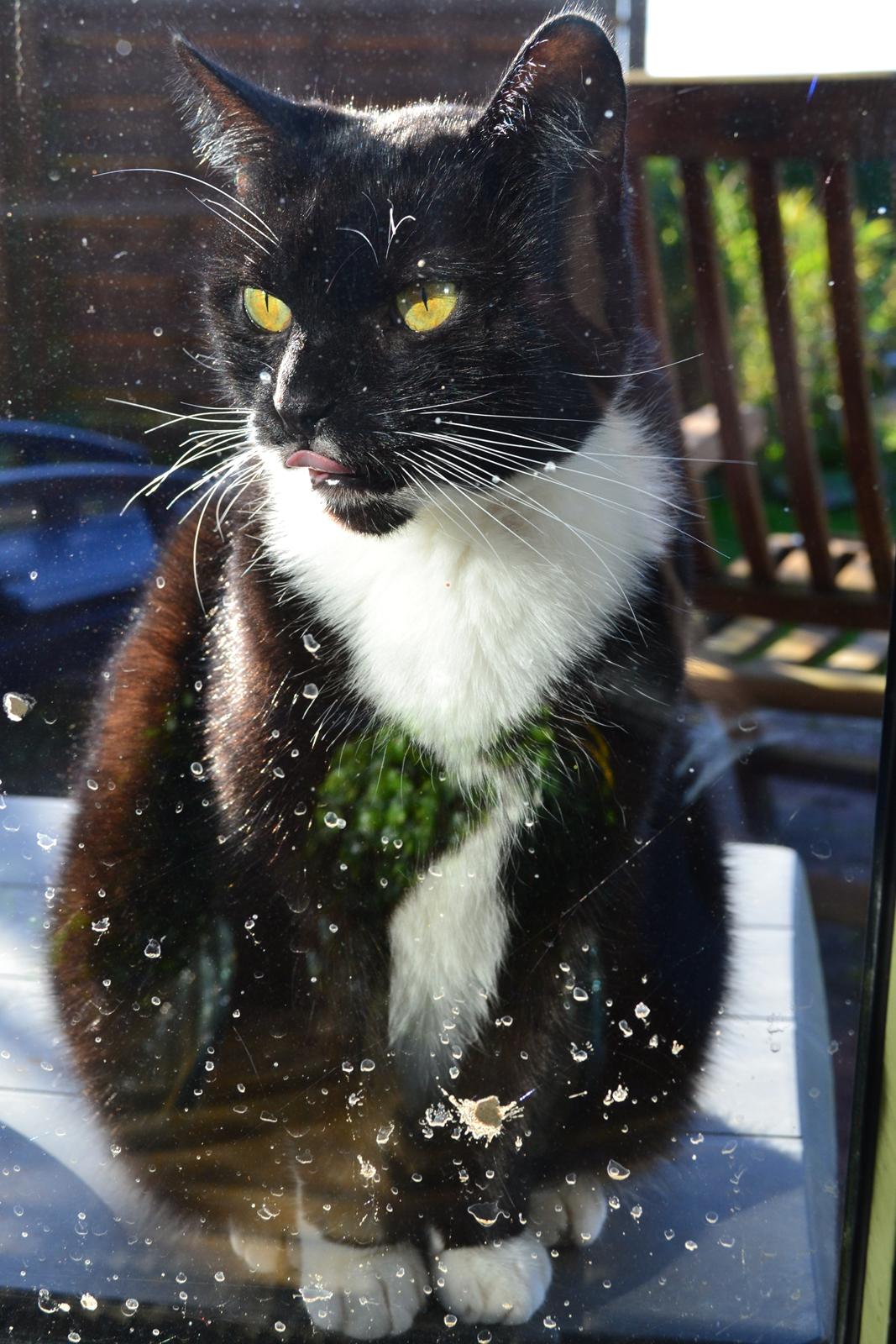 Huskat Sylvester billede 1