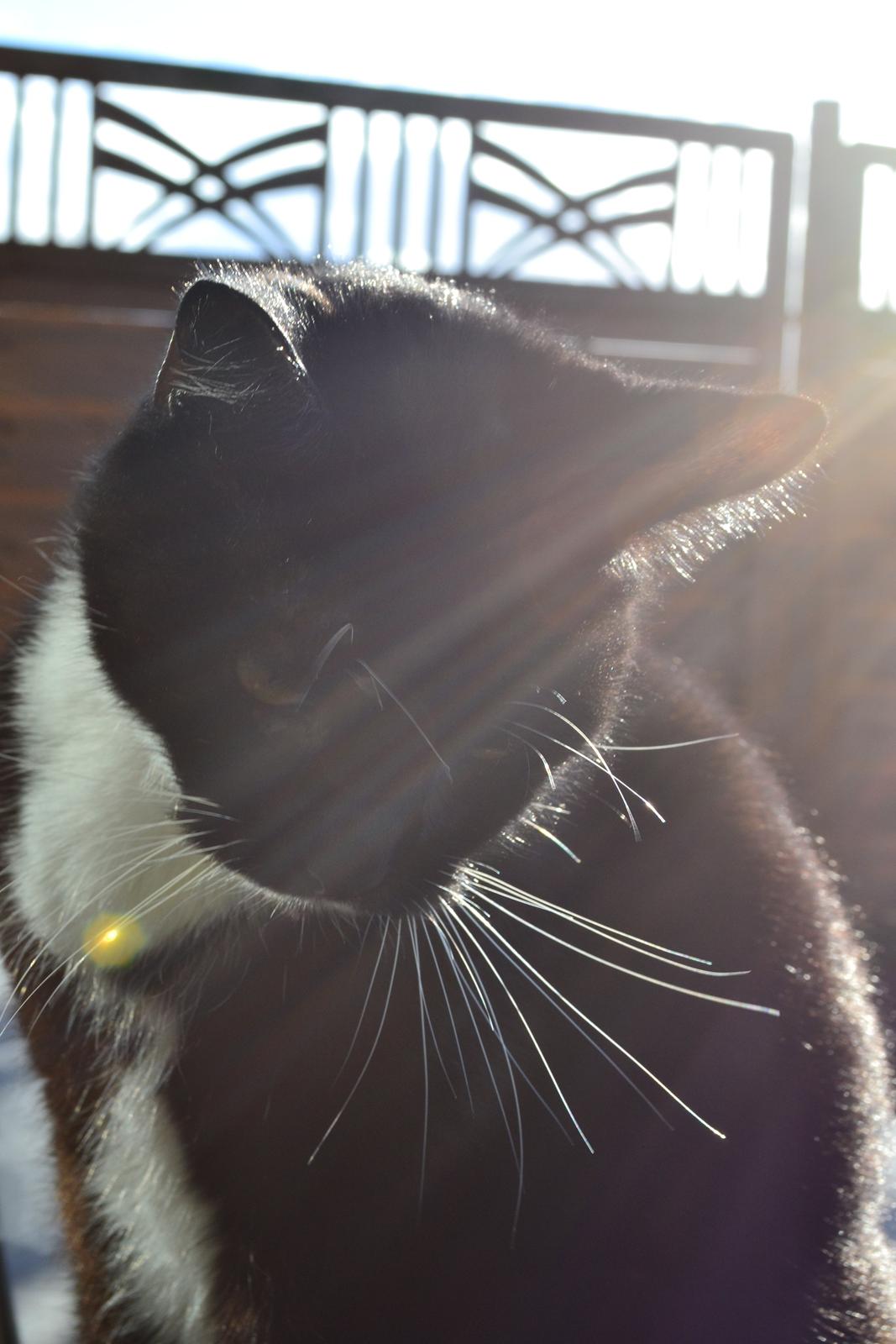 Huskat Sylvester billede 2