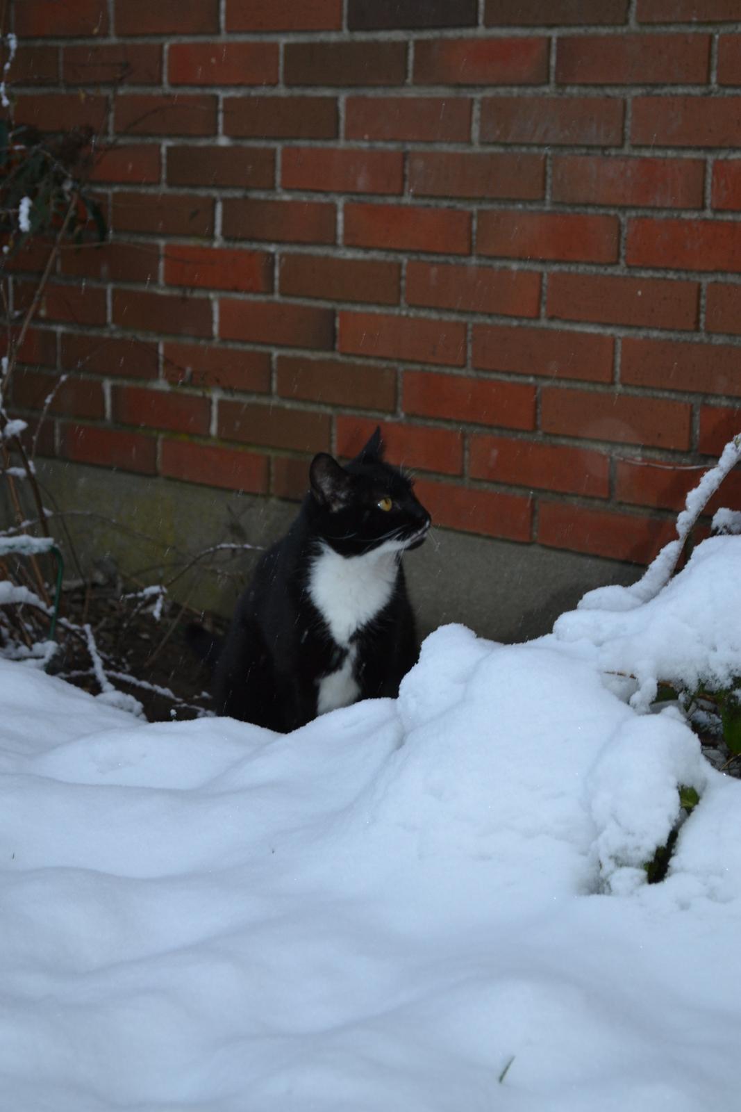 Huskat Sylvester billede 5