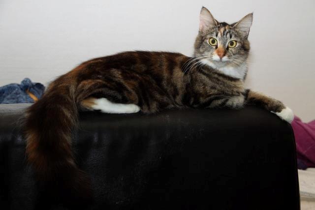 Huskat Mc Fluffy billede 3