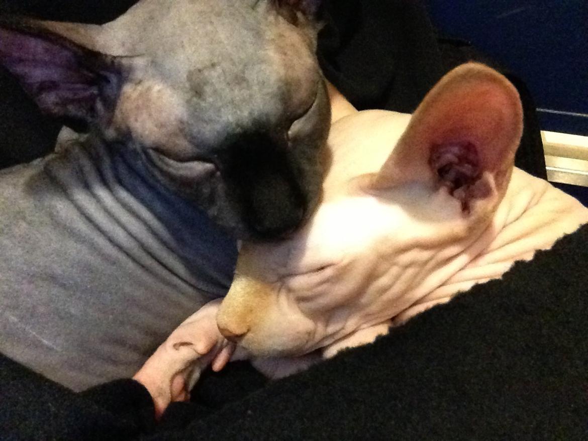 Sphynx Siff billede 18