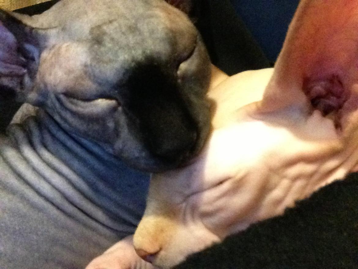 Sphynx Siff billede 19